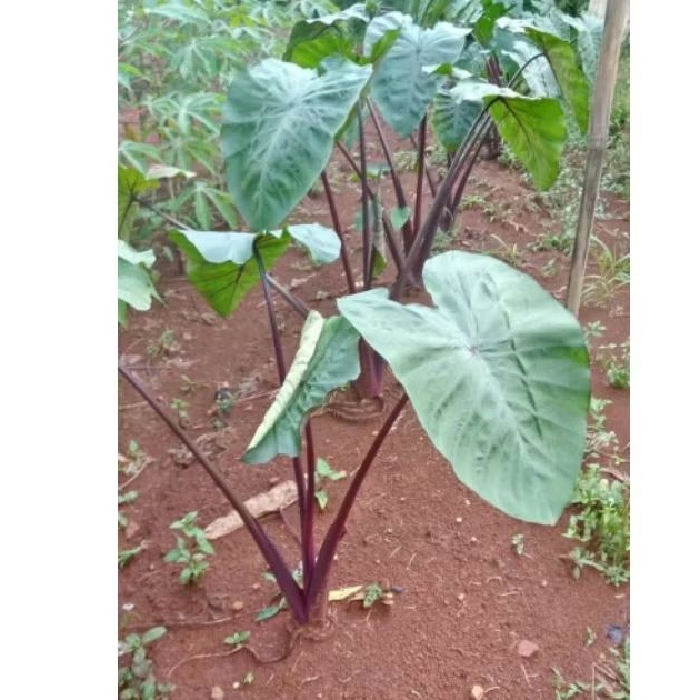 Bibit Talas Ungu Jumbo Asli - Bibit Segar, Tahan 1-2 Minggu, Umbi Pulen