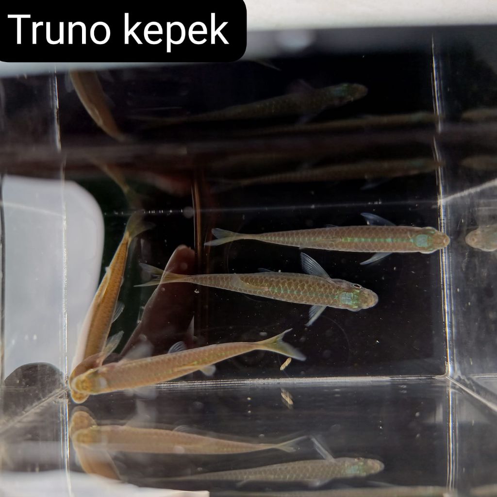 WADER PARI(silver rasbora atau Rasbora lateristriata)