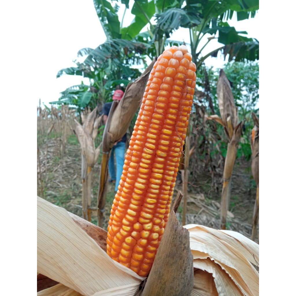 1kg benih jagung NK super bibit unggul siap tanam