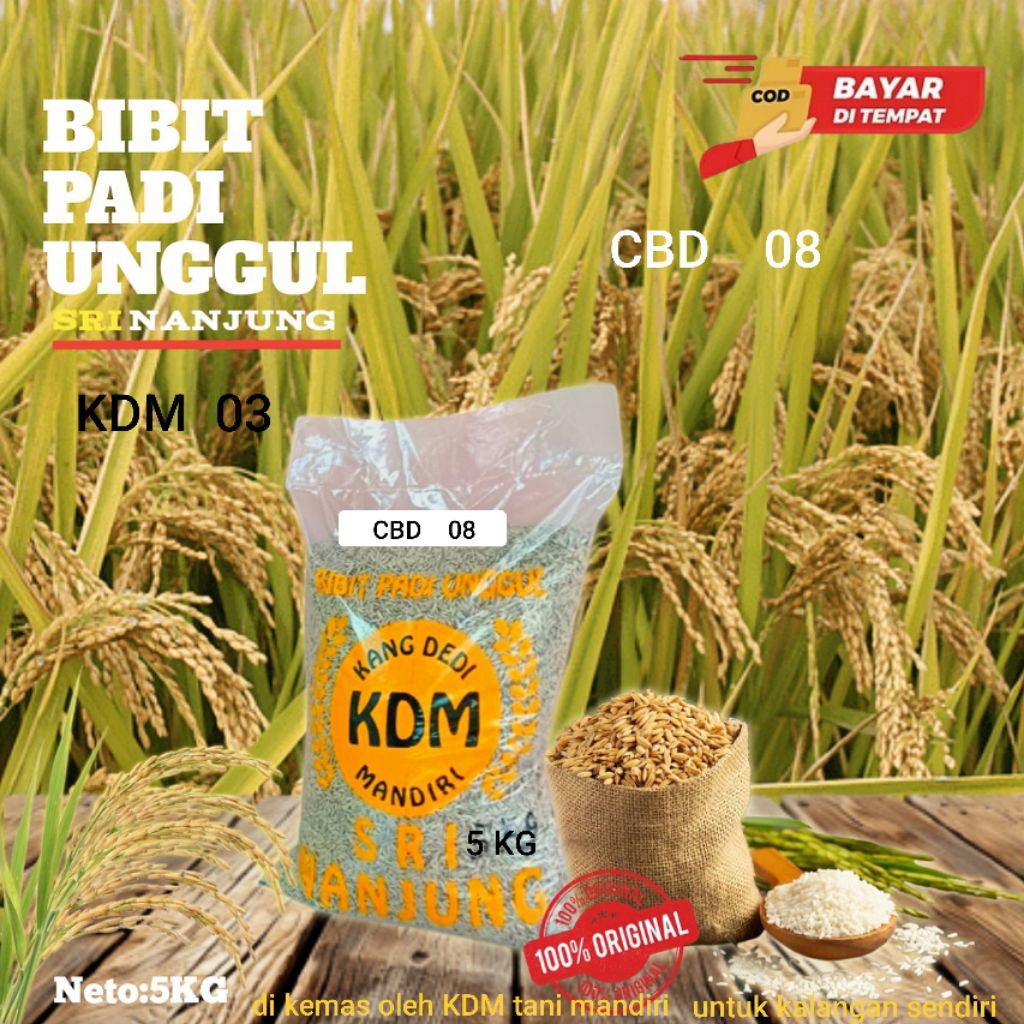 BENIH PADI BIBIT PADI CBD 08 KEMASAN 5 KG BIBIT PADI SUPER UNGGUL