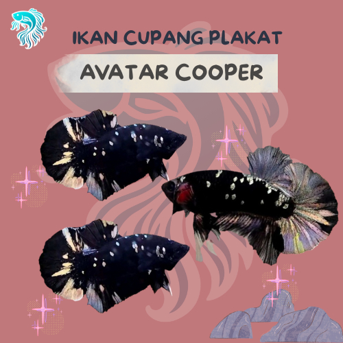 IKAN CUPANG AVATAR