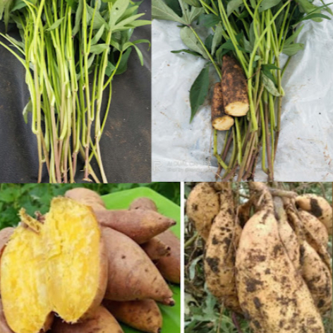 Bibit Ubi Cilembu Sumedang ubi madu