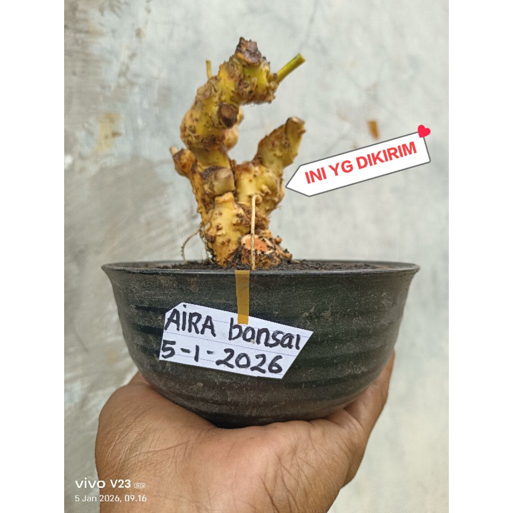 bahan bonsai serut dongkelan unik