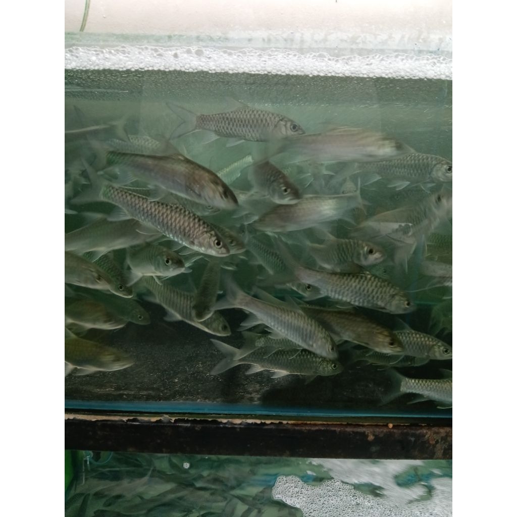 mahseer sumatra jenis gold mahseer uk 10 cm
