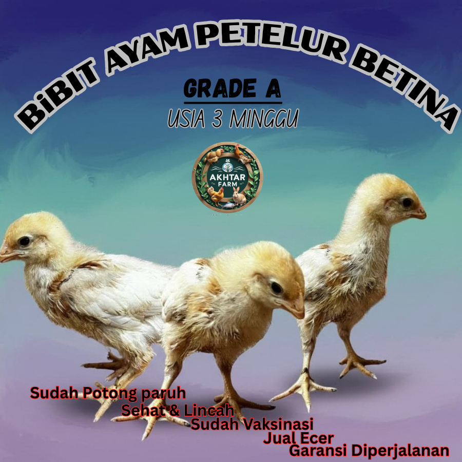 DOC Ayam Petelur Betina ISA Brown Usia 3 Minggu – Sehat Aktif | Akhtar Farm