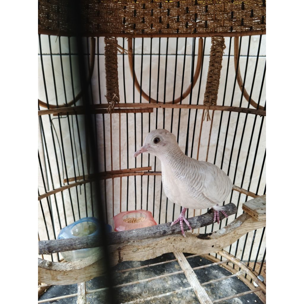 perkutut putih lurik jantan