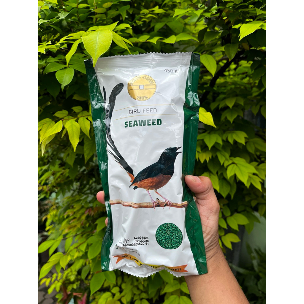 Gold coin hijau murai batu 450g