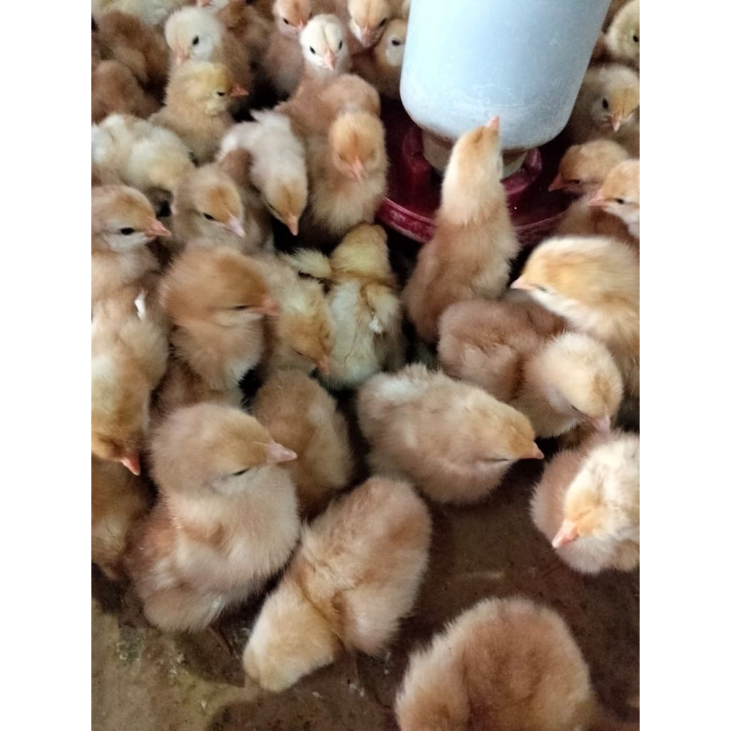 DOC Petelur - Ayam Petelur usia harian - Ayam Telur Betina - Ayam Telur Kecil