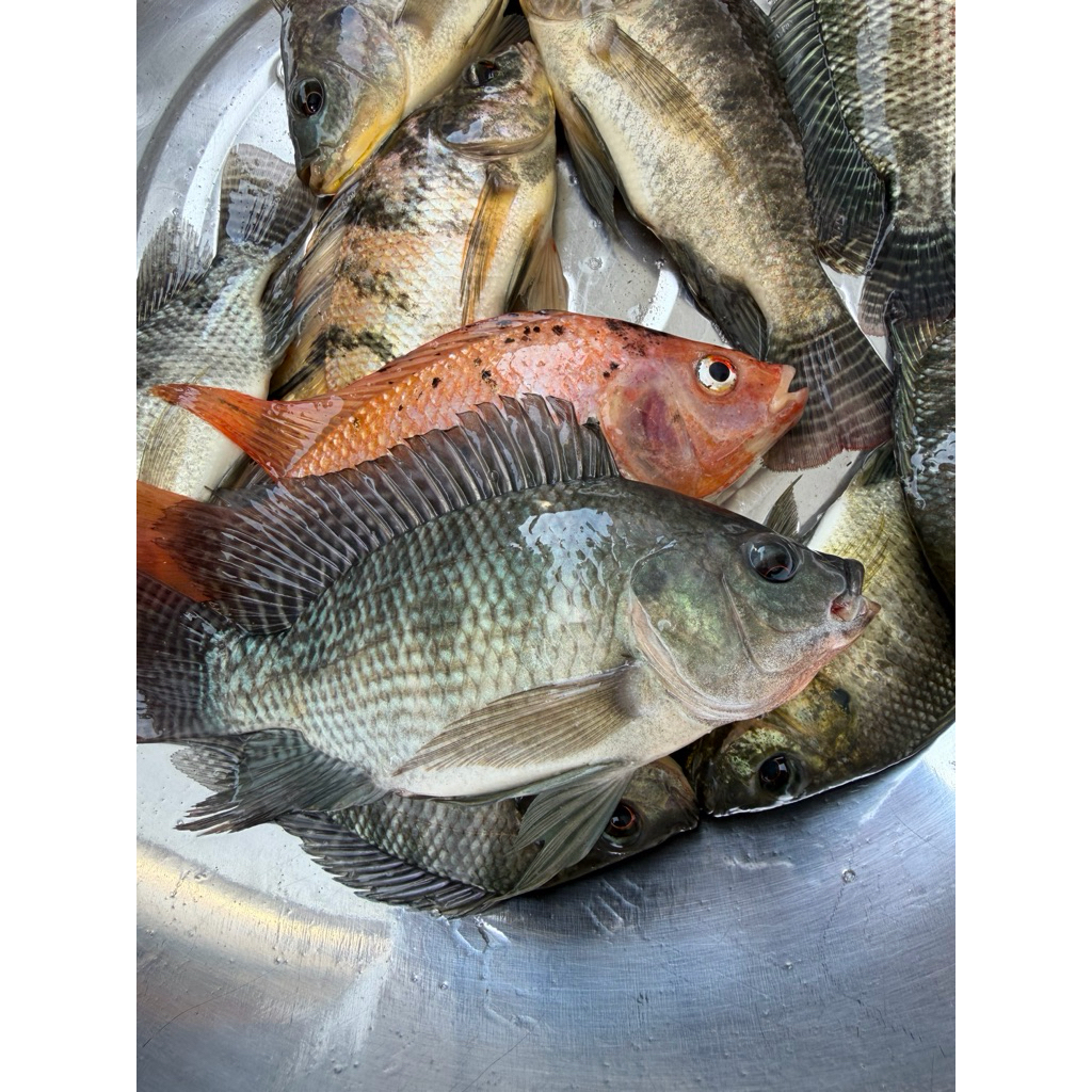 Ikan Nila Segar Konsumsi 1kg - Fresh , Berkualitas & Siap Masak