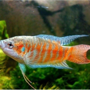 Spat paradise albino slayer | ikan hias air tawar aquascape Aquarium | ikan hias aquascape