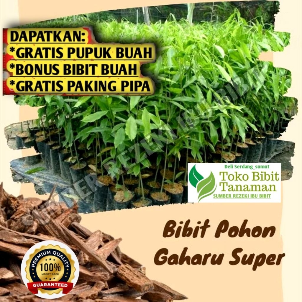 Bibit Kayu Gaharu Super Pohon Termahal Dunia