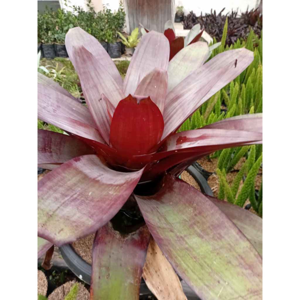 tanaman hias bromelia merah jumbo