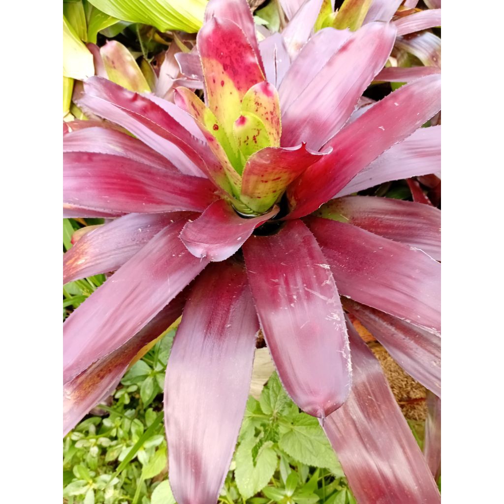 tanaman hias bromelia merah jumbo