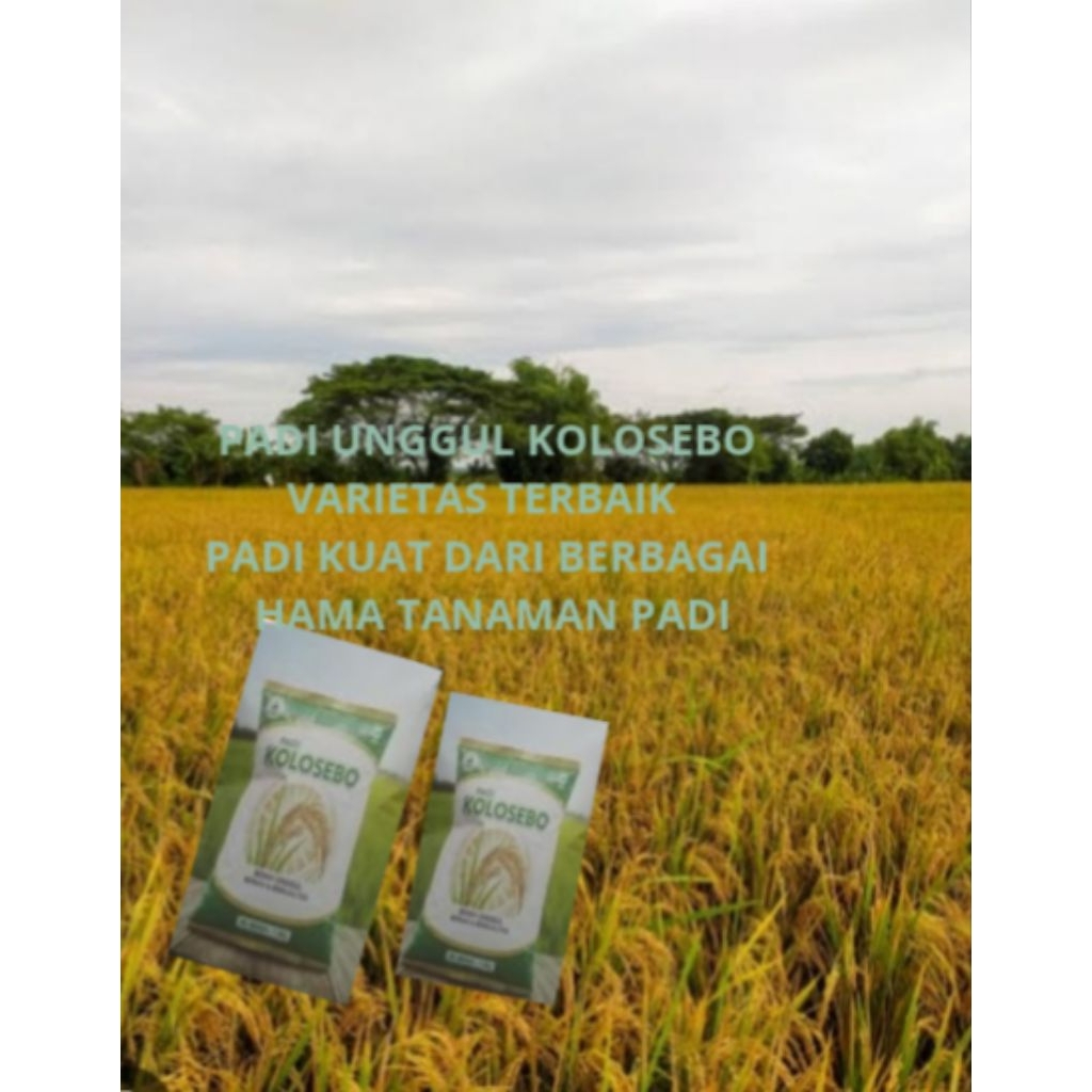Padi Unggul KOLOSEBO