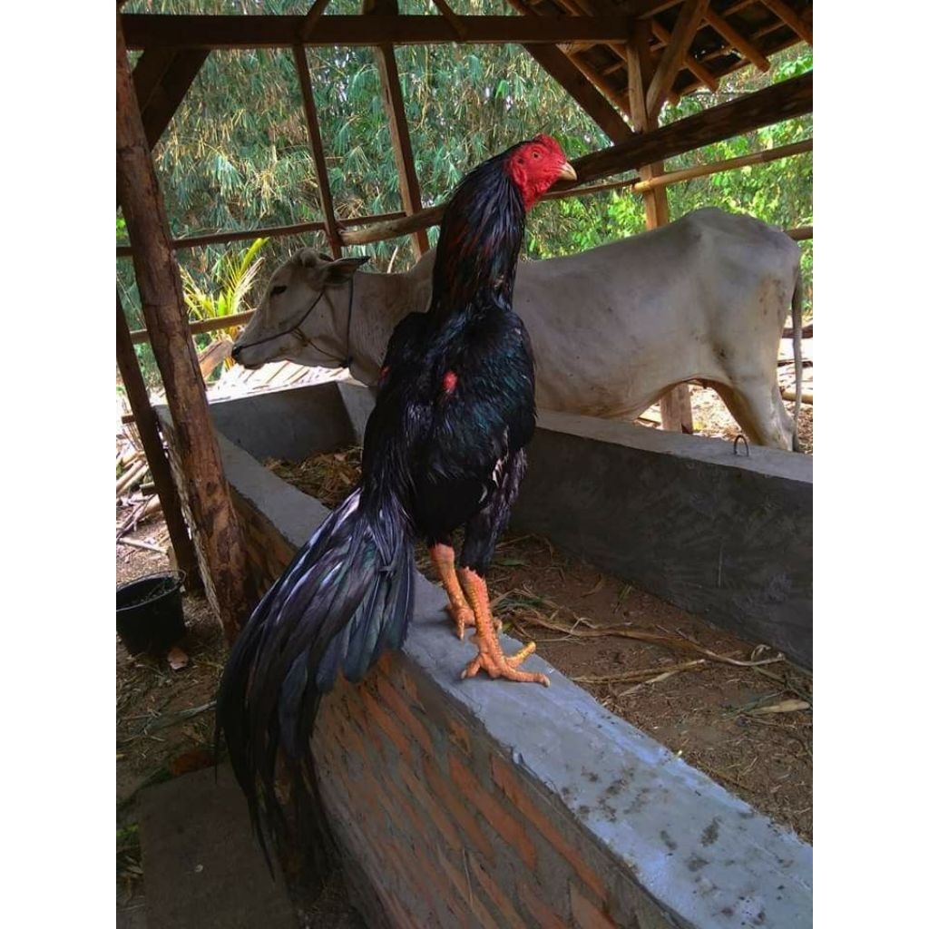 TELUR AYAM BANGKOK KUMBANG SUPER