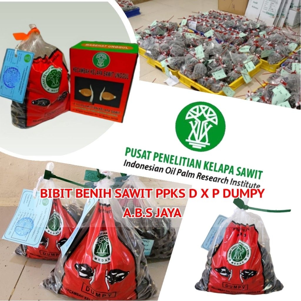 Bibit Benih Unggul Berkwalitas Sawit PPKS DXP DUMPY (ISI 150 & 250 BUTIR) Bersertifikat