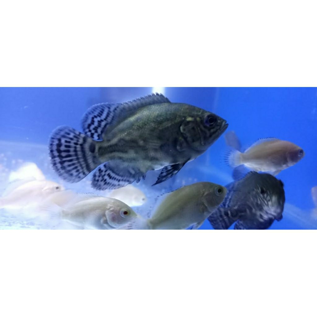 oscar paris, tiger, pbass kusus kurir instan