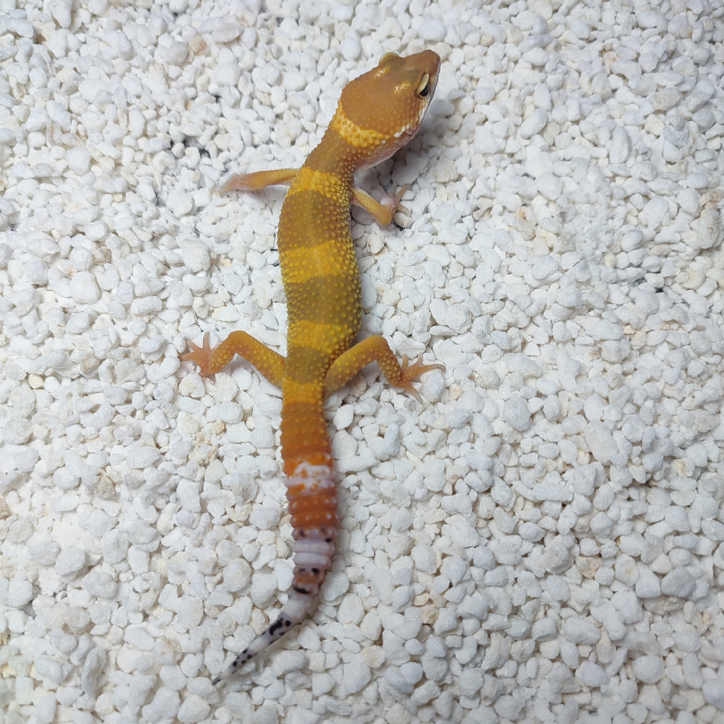 Leopard Gecko - Tangerine Tremper - Smile Face