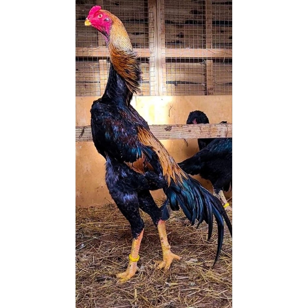 TELUR FERTIL AYAM SAMO