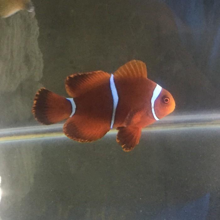 Ikan Hias Air Laut Balong