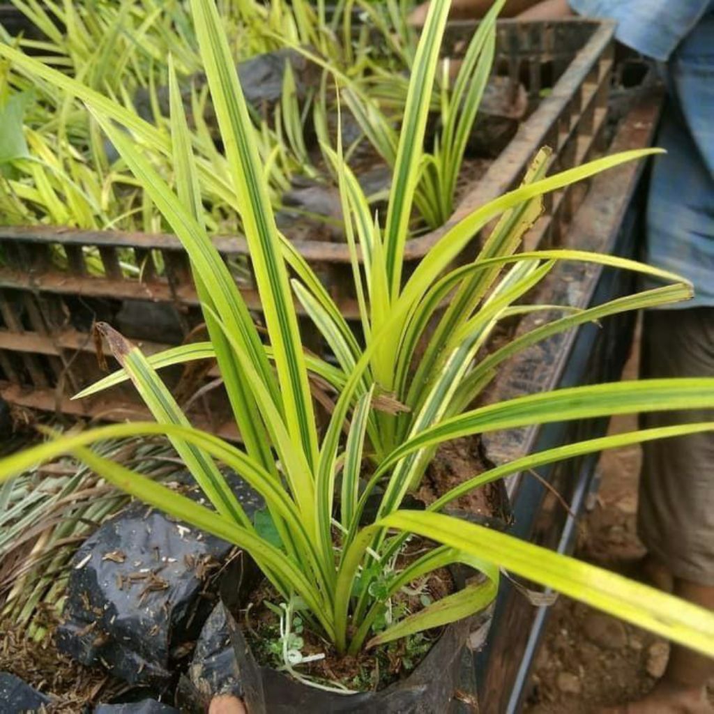 Tanaman hias pandan kuning afrika pandan golden pandan variegata