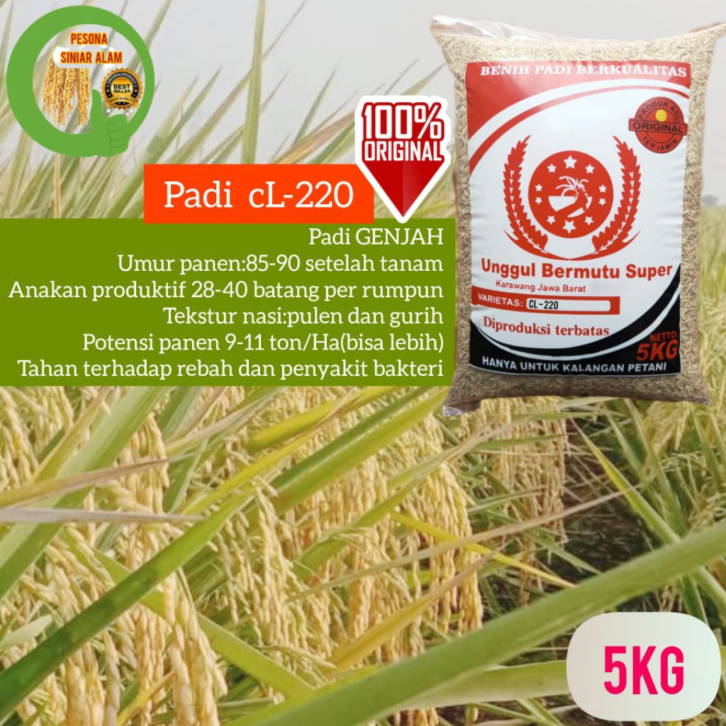 BIBIT PADI CL-220 SUPER PREMIUM 5KG TERBARU UNGGUL
