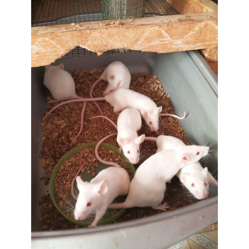 Paketan tikus putih (mencit)