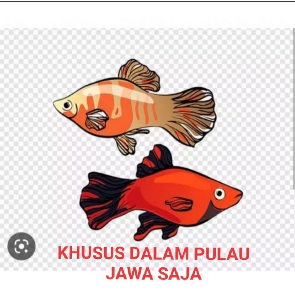 IKAN GUPPY AKSESORIS AQUARIUM