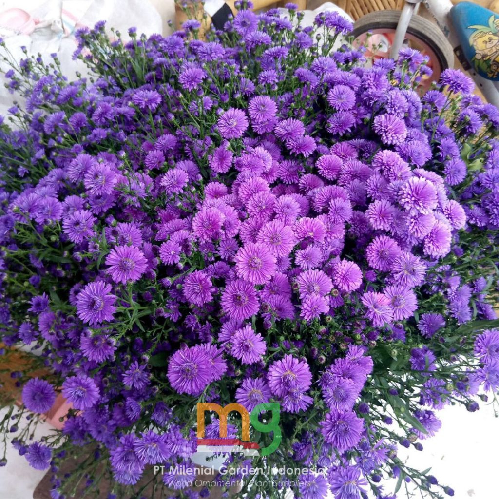 Bunga Potong Pikok Ungu, Isi 10pcs