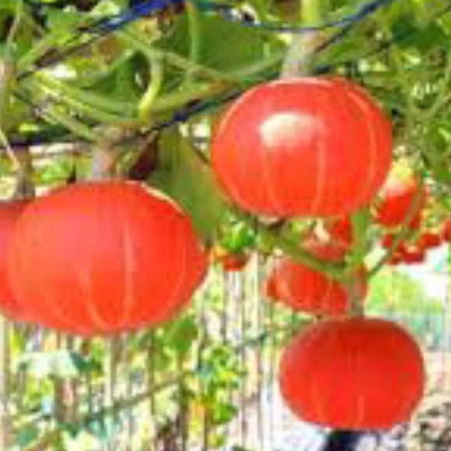 10 BIJI BENIH KABOCHA KUNING