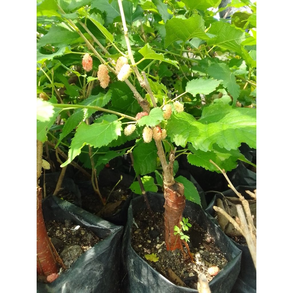 BAHAN BONSAI MURBEI BERBUAH DALAM POT