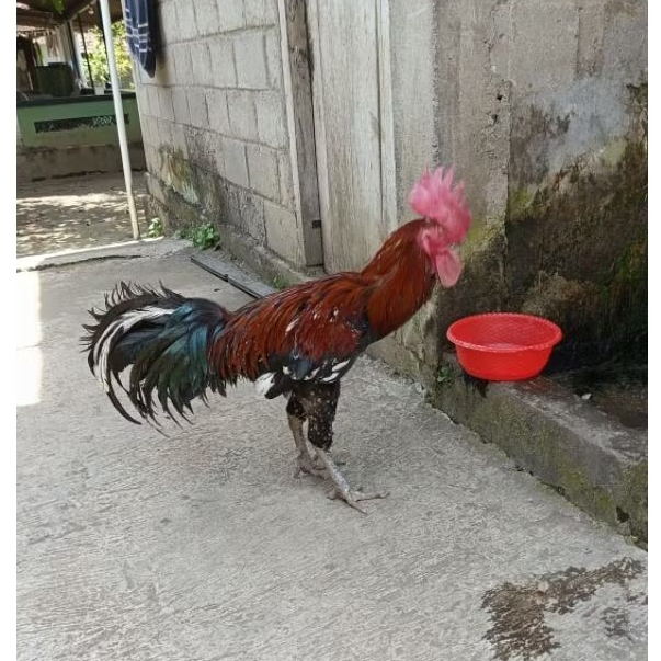 AYAM PELUNG DEWASA KWALITAS BAGUS HARGA LUMAYAN.untuk luar magelang bisa chat ya ka.
