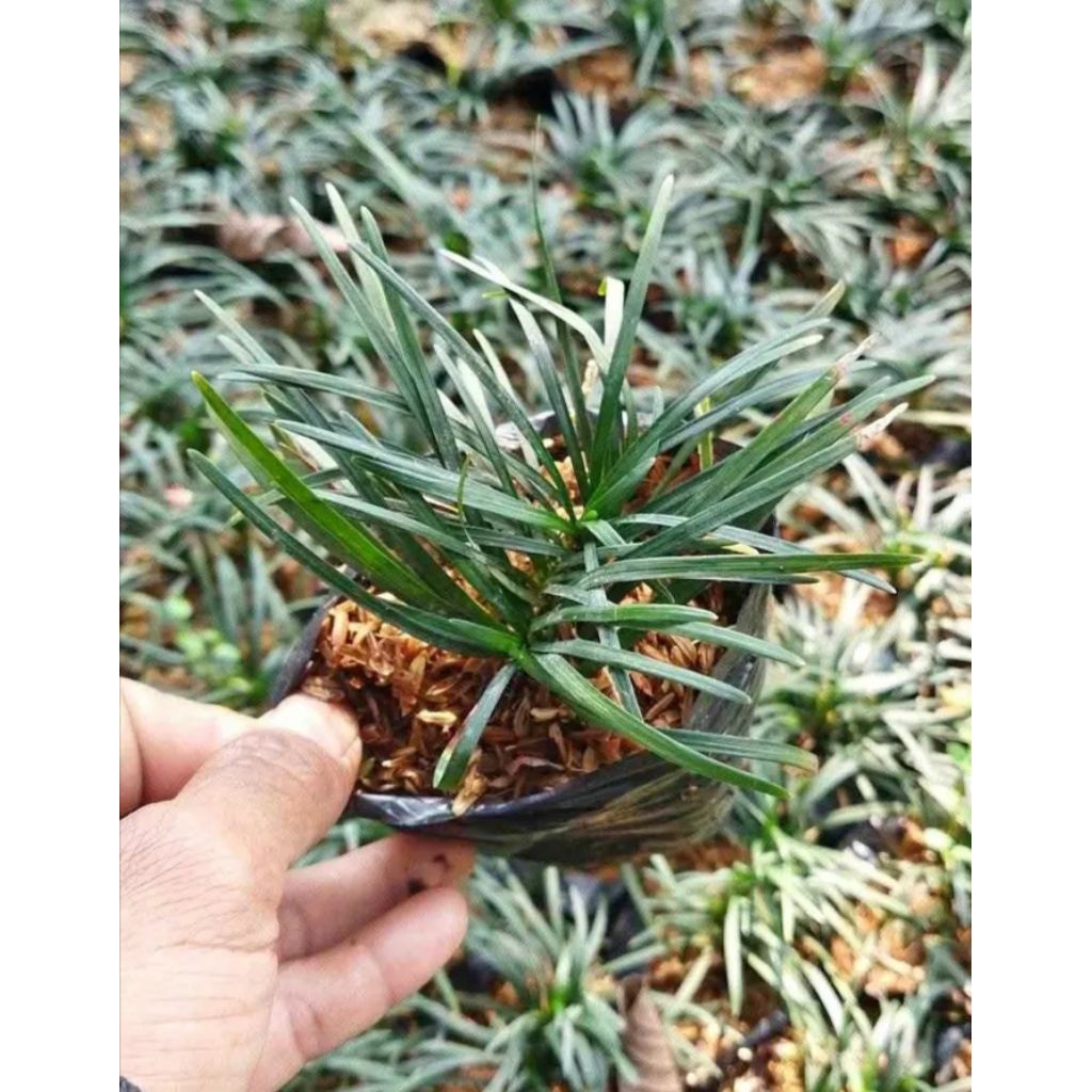 pohon kucai mini - kucai mini