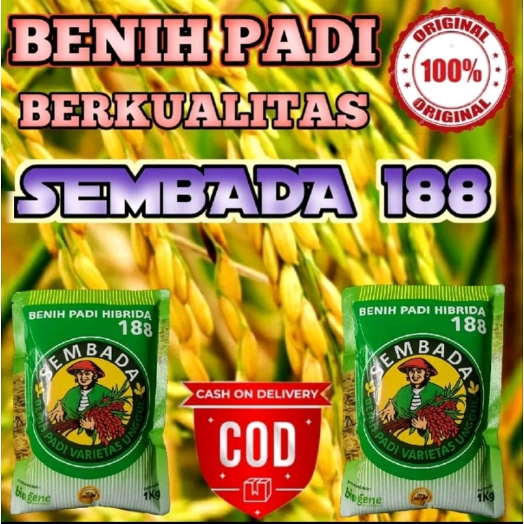 (1KG) BENIH PADI HIBRIDA SEMBADA 188 BERKUALITAS UNGGUL