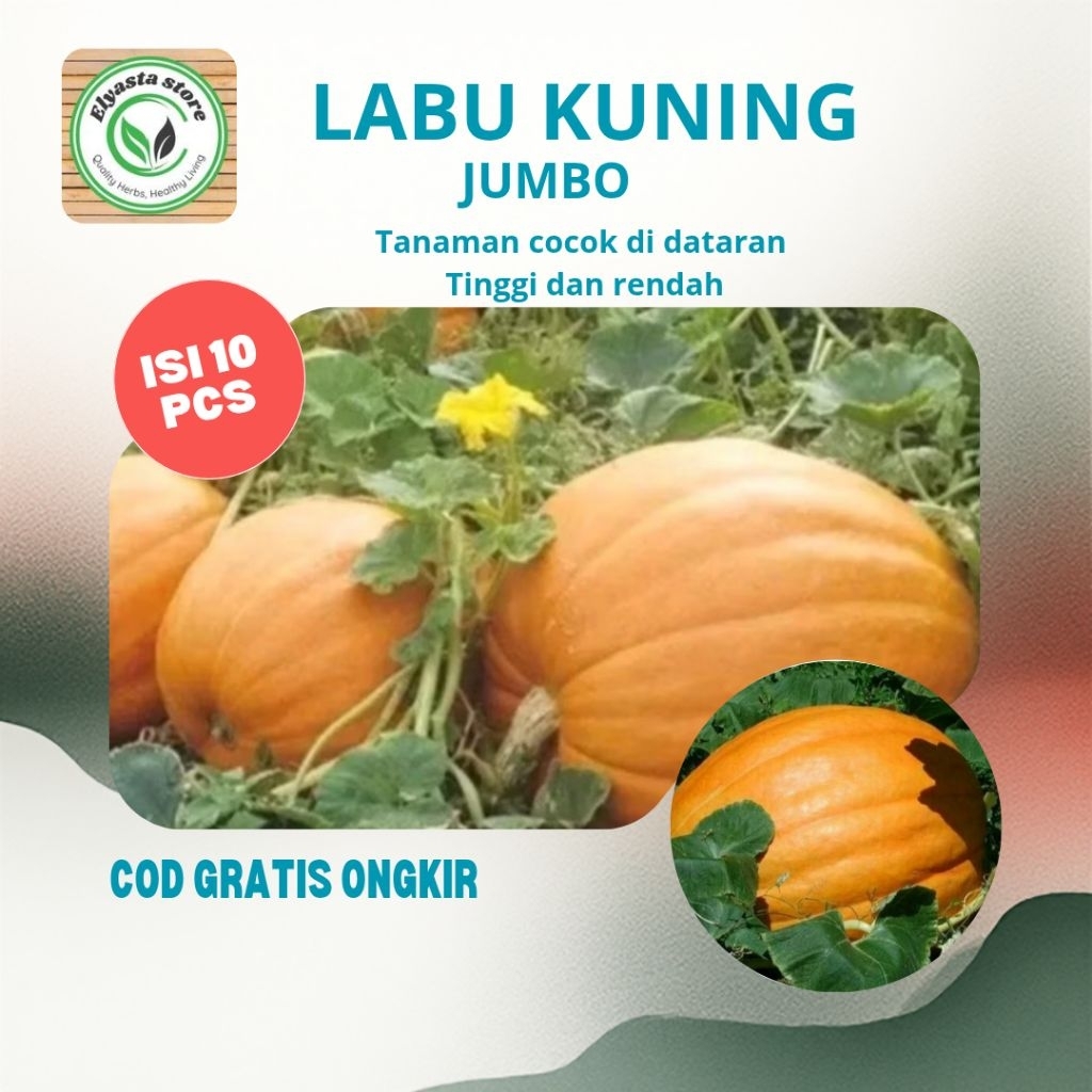 10 Biji Benih  Labu Kuning F1 Labu Jumbo.Raksasa Siap Tanam Di Segala Tempat Tahan  Penyakit