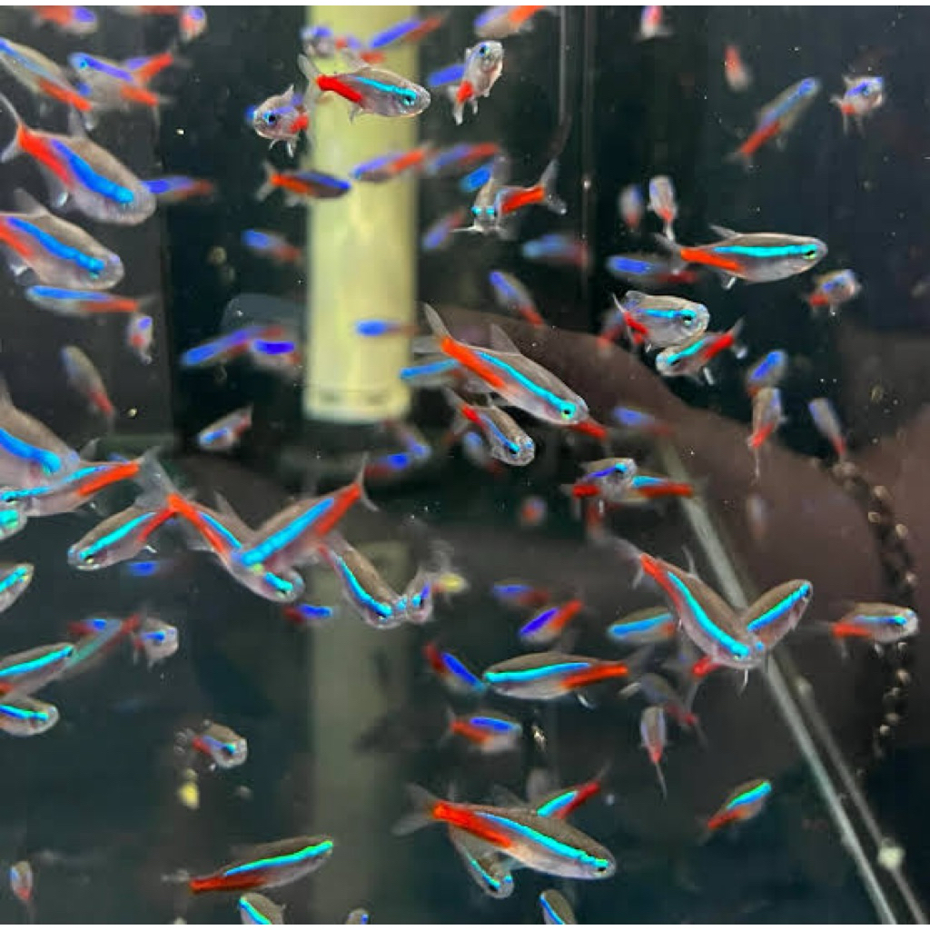 Paket Hiasan aquarium dan aquascape Neon tetra
