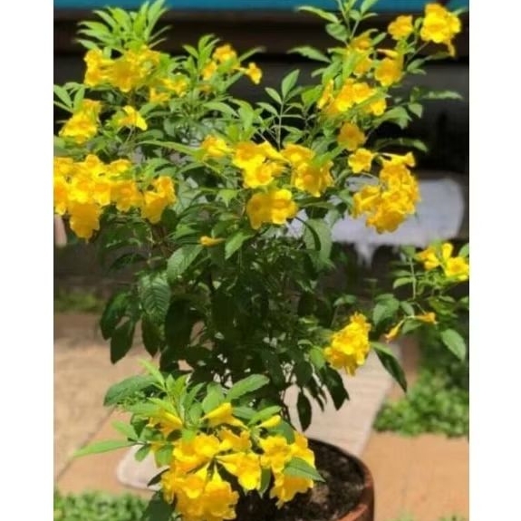 Tanaman Hias Tecomaria Bunga Kuning / Bibit Tanaman Bunga Tecomaria
