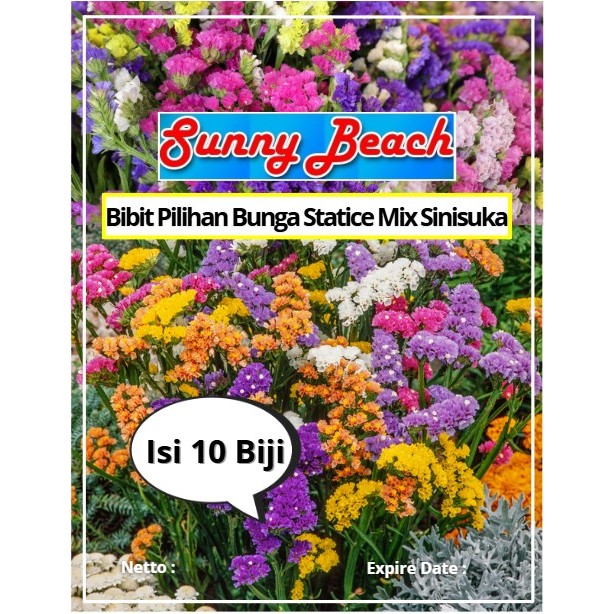 Bibit Pilihan Bunga Statice Mix Sinisuka | Biji Benih Bunga Statice Mix | Bunga Statice Mix