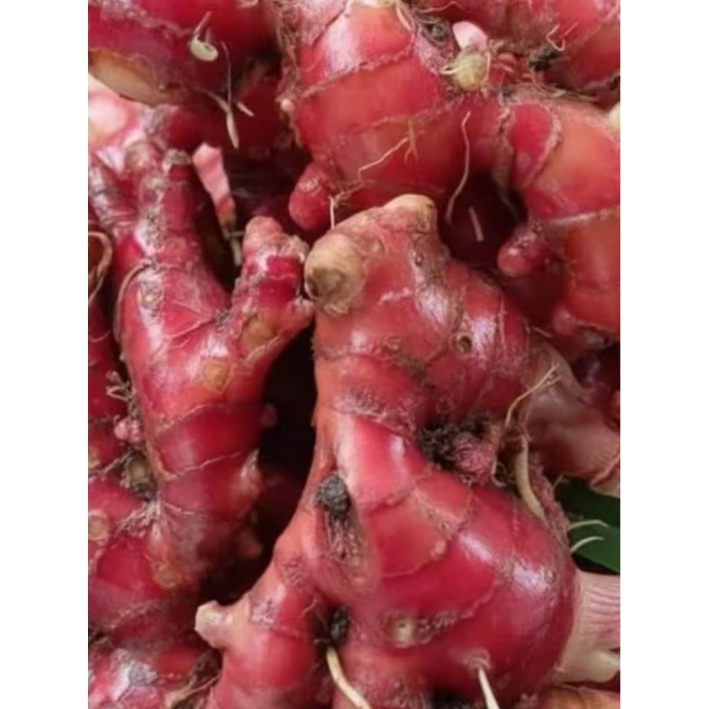 jahe merah 1 kg