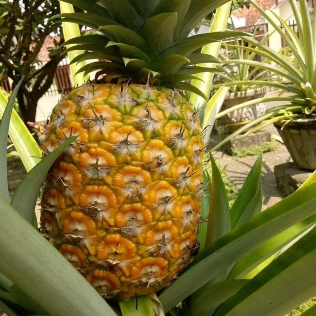 2 Bibit nanas madu super jumbo