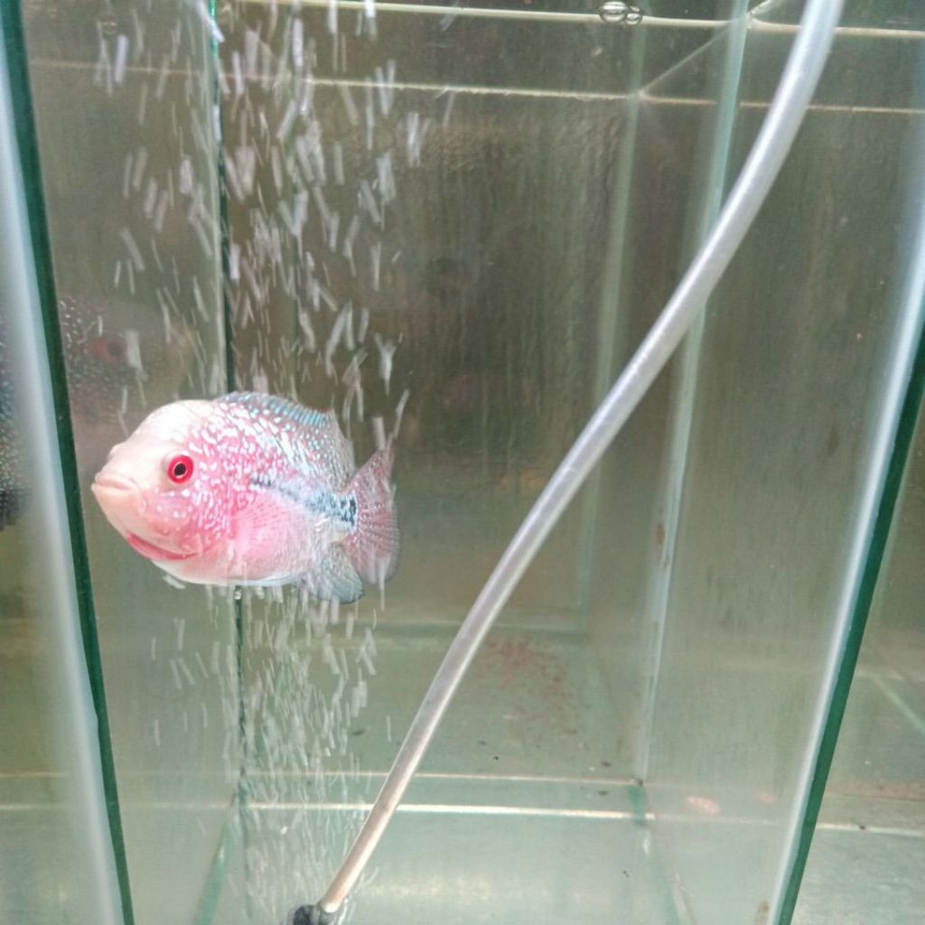 female  kamfa f2 thailand ori