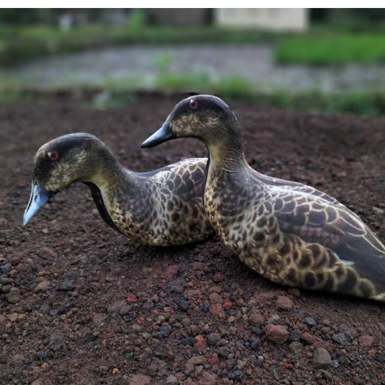 jontrot boneka burung belibis batu  mirip asli ampuh