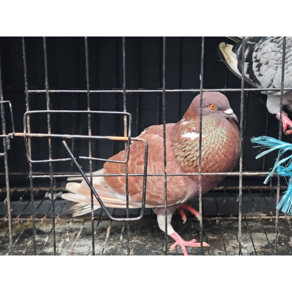 burung merpati burung dara jantan sehat siapan