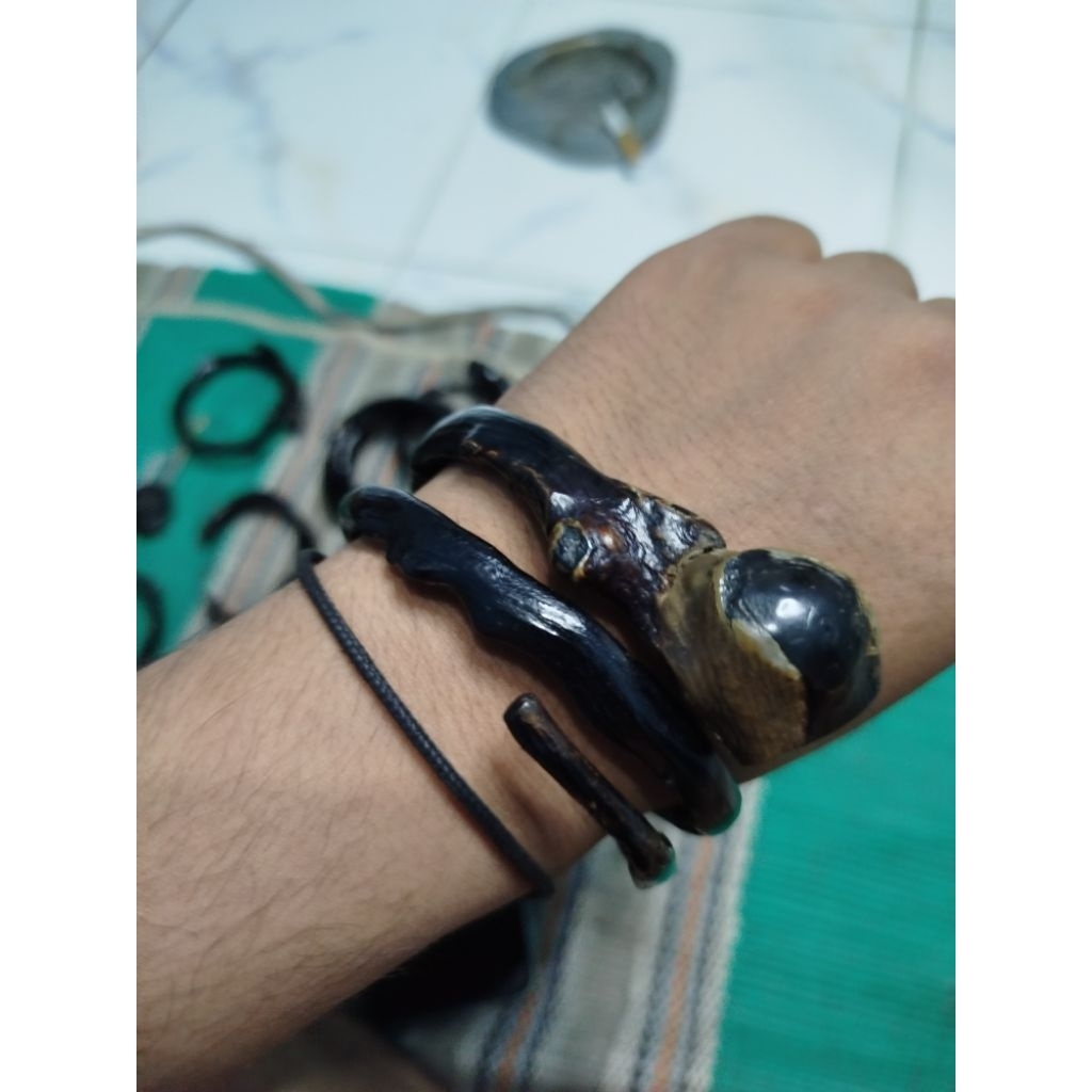 akar bahar hitam lilit tiga berbonggol dan bercabang