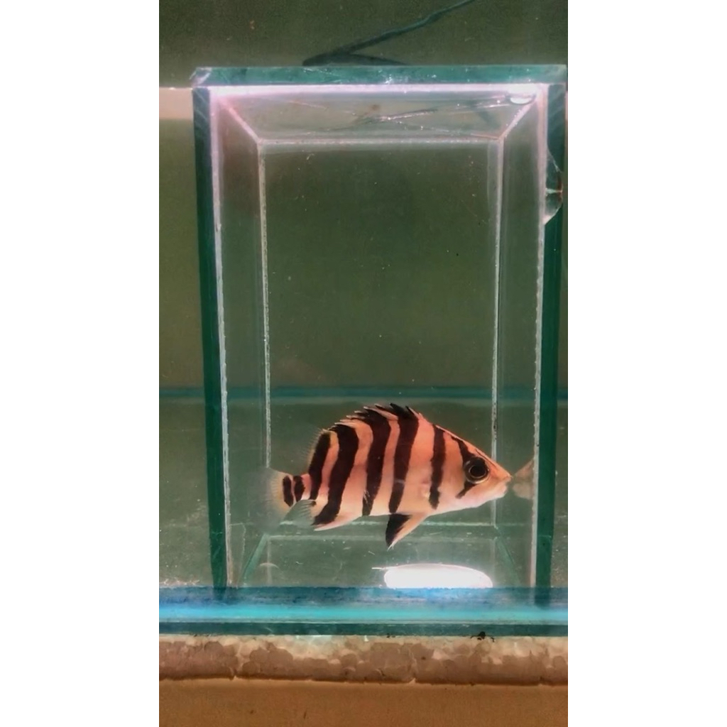 stiker datz sumatra 4bar simet