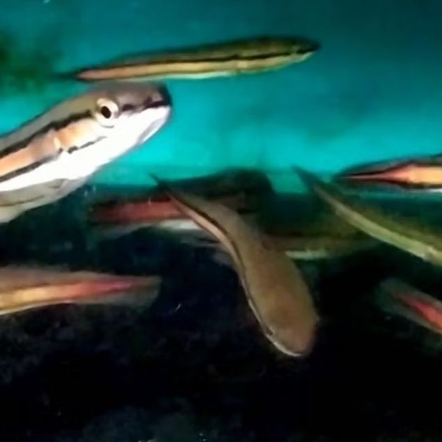 Koleksi gabus hias toman