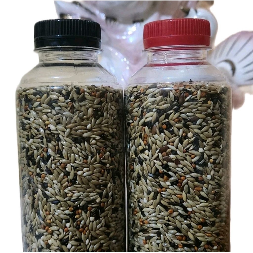 PAKAN KENARI LOMBA & HARIAN