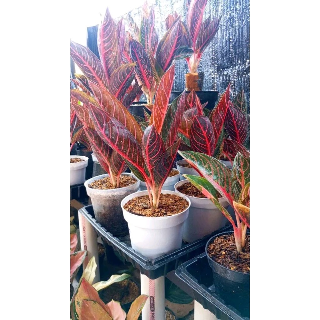 Aglonema Red Sumatra Remaja Rimbun Termurah