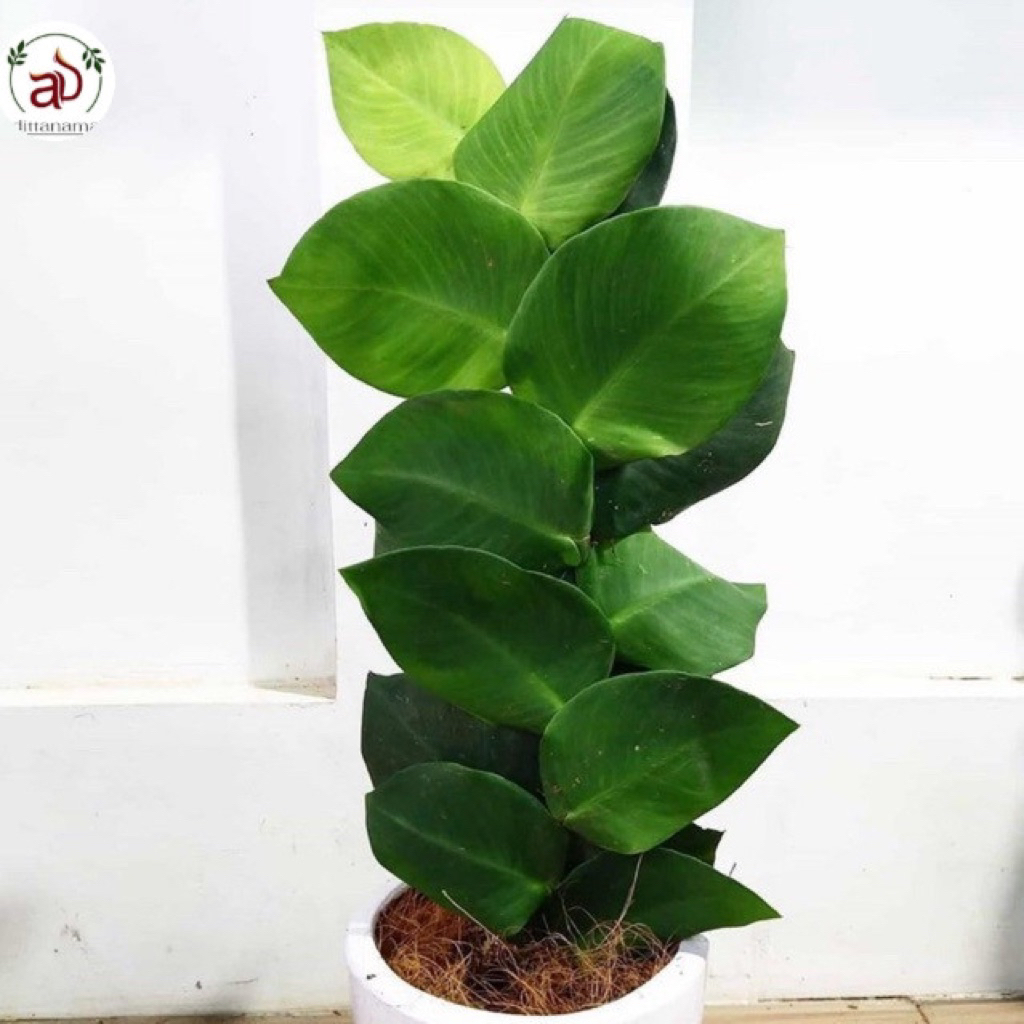 ( mp 4 ) Tanaman merambat dolar besar-tanaman dolar besar-tanaman hias dingin -tanaman hias