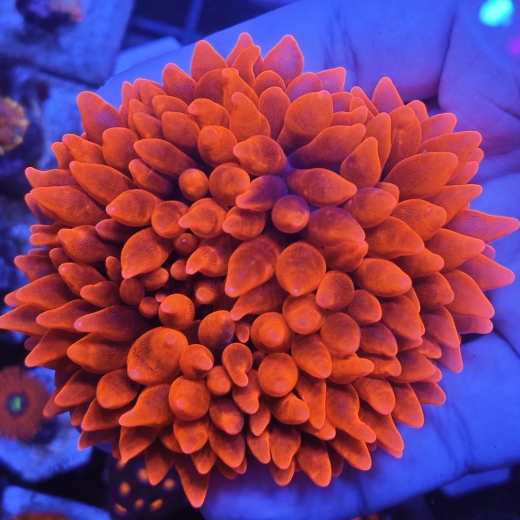 anemon jagung merah metalik RBTA anemone rumah untuk nemo mewah aquarium laut